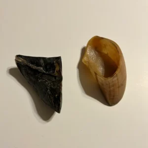 Cow Hoof