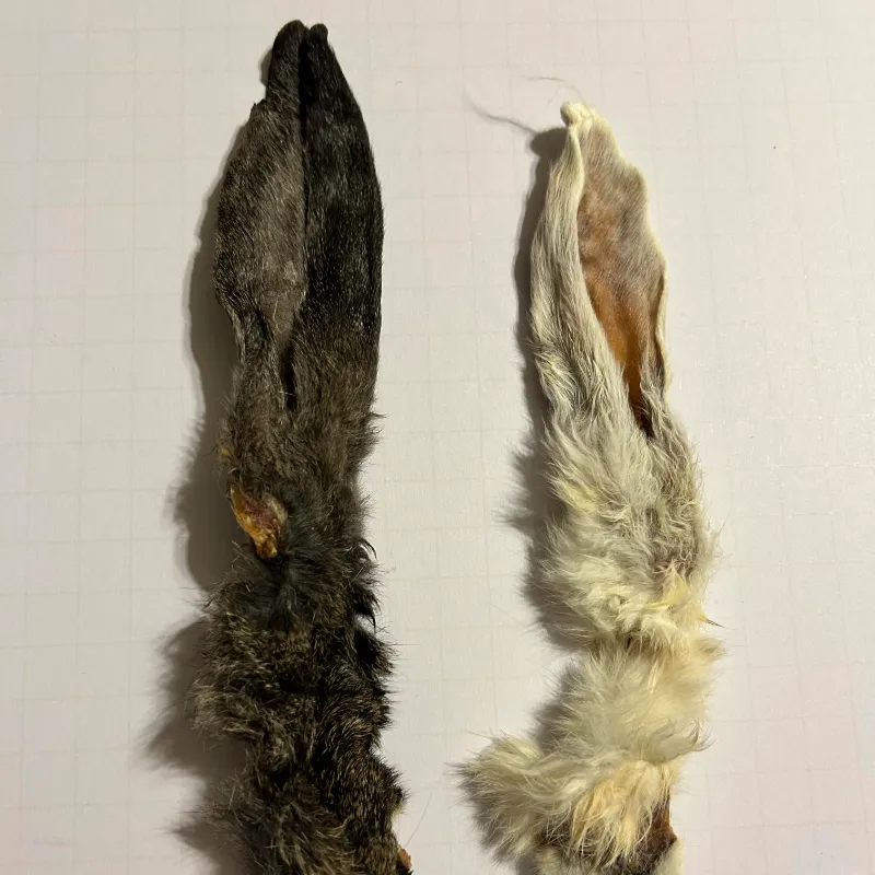 Rabbit Ear